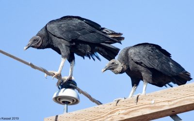 Bain Capital and McKenzie—Looks to Me like Two Vultures Sitting on a Wire